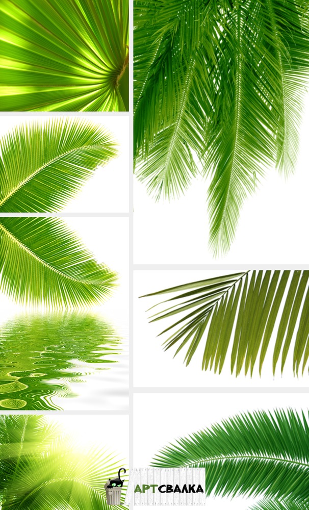 Ветви пальмы на белом фоне | Palm branches on white background